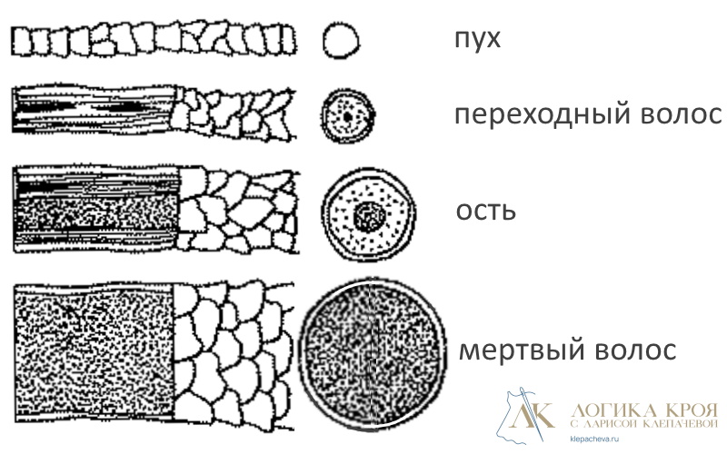 Волосок шерсти