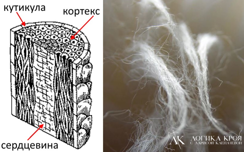 у какого животного волосы растут прямо. 4 %D0%A1%D1%82%D1%80%D0%BE%D0%B5%D0%BD%D0%B8%D0%B5 %D1%88%D0%B5%D1%80%D1%81%D1%82%D1%8F%D0%BD%D0%BE%D0%B3%D0%BE %D0%B2%D0%BE%D0%BB%D0%BE%D0%BA%D0%BD%D0%B0. у какого животного волосы растут прямо фото. у какого животного волосы растут прямо-4 %D0%A1%D1%82%D1%80%D0%BE%D0%B5%D0%BD%D0%B8%D0%B5 %D1%88%D0%B5%D1%80%D1%81%D1%82%D1%8F%D0%BD%D0%BE%D0%B3%D0%BE %D0%B2%D0%BE%D0%BB%D0%BE%D0%BA%D0%BD%D0%B0. картинка у какого животного волосы растут прямо. картинка 4 %D0%A1%D1%82%D1%80%D0%BE%D0%B5%D0%BD%D0%B8%D0%B5 %D1%88%D0%B5%D1%80%D1%81%D1%82%D1%8F%D0%BD%D0%BE%D0%B3%D0%BE %D0%B2%D0%BE%D0%BB%D0%BE%D0%BA%D0%BD%D0%B0